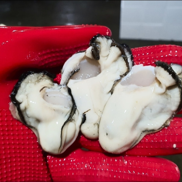 [오늘출발] 통영 평화수산 생굴 깐굴 2kg 통영굴