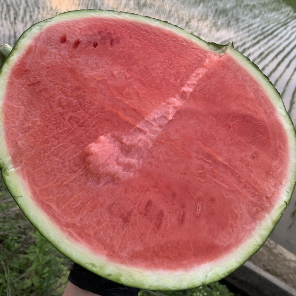 [디디엠][오늘출발] 데일리팜 (역대급특가) 11-12브릭스 이상 겨울 수박(4~5kg) 하우스 수박 / 산지 직송