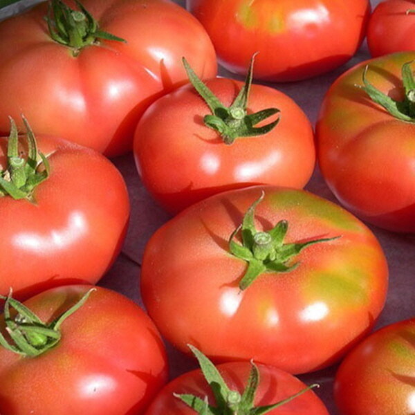 [오늘출발] 대용량업소용가정용주스용완숙토마토10kg(크기램덤) 대용량완숙토마토10kg(크기램덤)