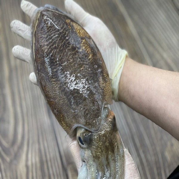 [오늘출발] (신선집중) 당일 경매 서해 갑오징어 생물 중대짜 1kg 2-4마리 숙회 통찜