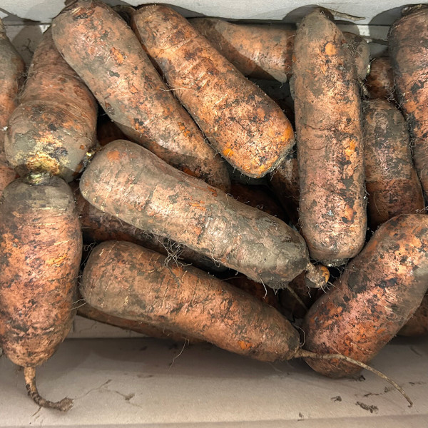 산지직송연구소 햇 당근 농가돕기 노마진 특가 흙당근 실속 제주 구좌 당근 10kg 왕