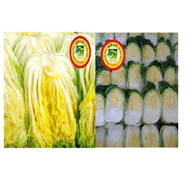 고객 95%가 만족한 강원도 절임배추 10k 고소하고 맛있고 격이 다른 절임배추
