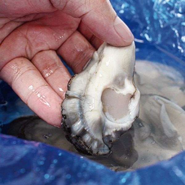 [오늘출발] 국내산 통영 생굴 깐생굴 3kg 국내산 남해안 생굴 1kg 3팩 2개이상구매시 추가할인