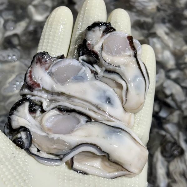 [오늘출발] 국내산 통영 생굴 당일발송 깐굴 중대 2kg (1kg x 2팩)