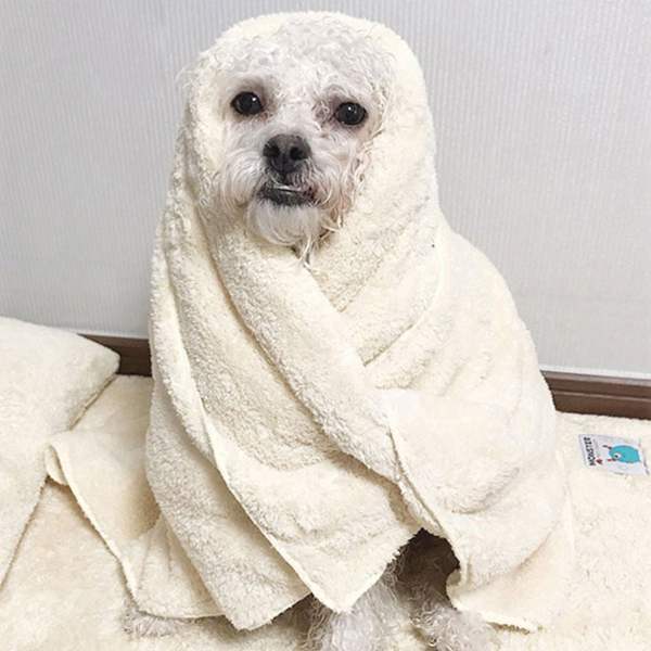 JMds 초코펫하우스 몬스터 펫타올 (베이지) (중형) 강아지 목욕용품 타올 애완동물 애견용품