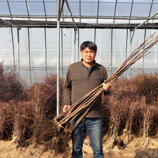 감나무 묘목 2년생(접목1년생) 중묘 둥시 대봉 야오끼대봉 차량단감 월하 유실수 조경수 과일나무 재배