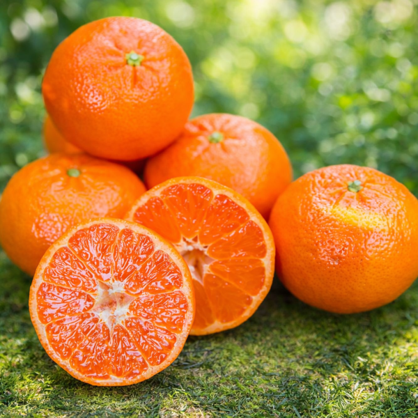 (품질보장) 달콤달콤 만다린 실중량 4kg 43-59개 내외/미국 직수입