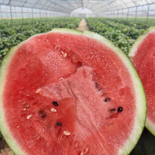 [오늘출발] (산지 특가) 겨울에 만나는 달콤함 11-12브릭스 하우스 수박 4-5kg / 산지직송