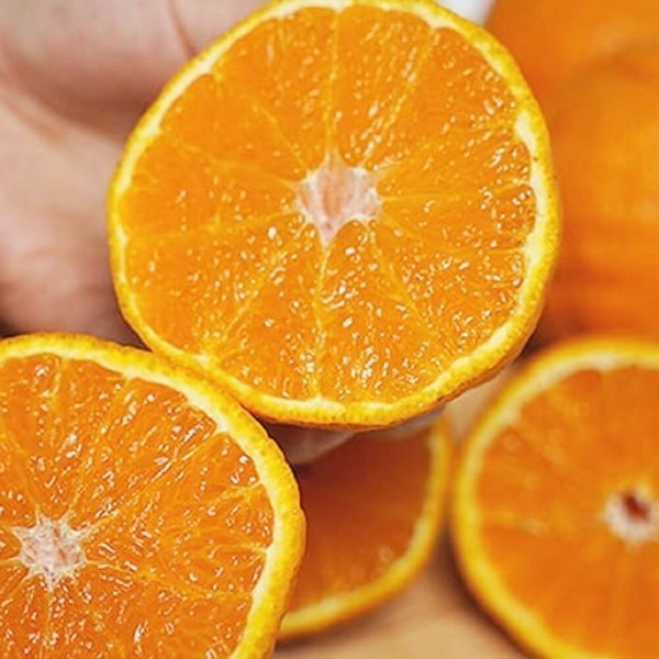 [오늘출발] 제주도 레드향 중대사이즈 19-25과 5키로 선물용 보자기포장 과즙가득 고당도 제철과일  달콤과즙폭발