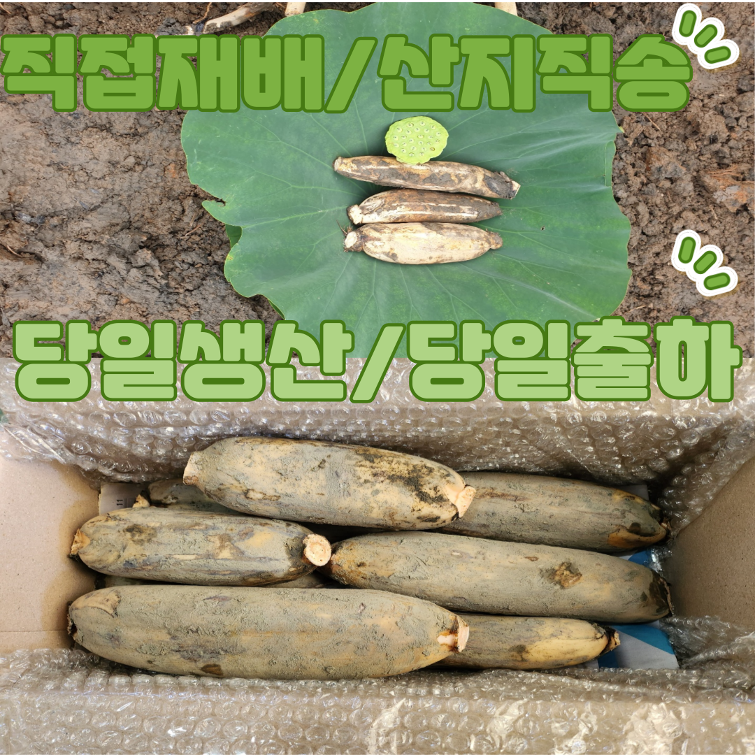 [오늘출발] 가족연근GAP인증 대구 반야월 작목반 연근 직접재배 당일수확 파지연근5kg