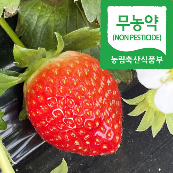 국산 무농약 설향 딸기 당일출고 친환경농법 딸기 상 500g 1팩 친환경 농법 건강한 딸기 과일 실중량 출고
