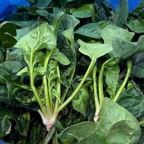 [오늘출발] 해풍맞고 자란 섬초 2kg 신안 팔금 남해 보물초 겨울시금치