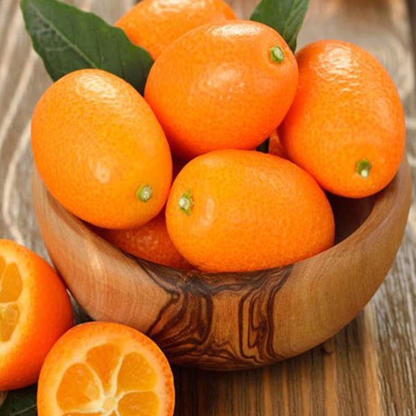 흙이음 제주산 금귤 (낑깡) 대 사이즈