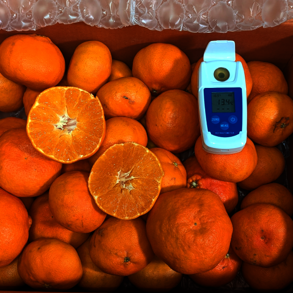 가정용 노지 레드향 10kg 실중량 9kg 10만평 제주 시트러스 농장에서 고객님께 당일수확 직송