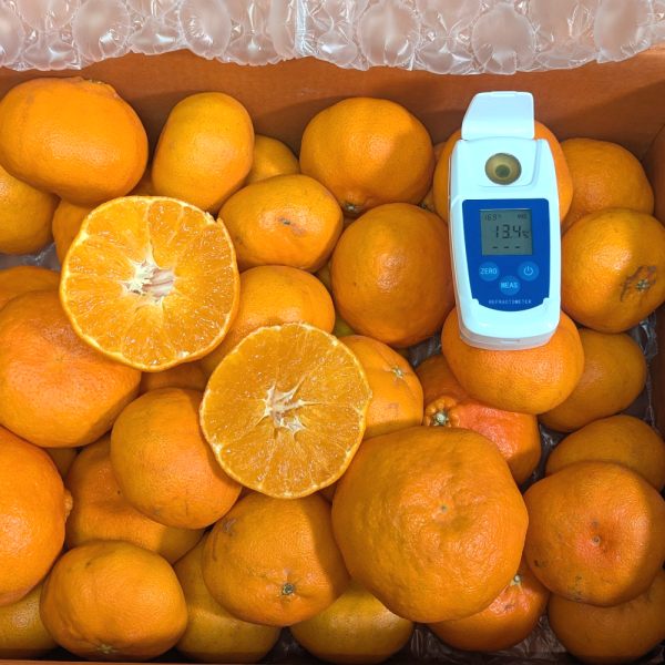 가정용 노지 레드향 2kg 실중량 1.5kg 10만평 제주 시트러스 농장에서 고객님께 당일수확 직송