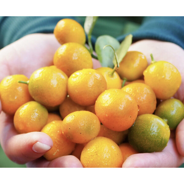 [오늘출발] 천혜의 자연 제주에서 나온 금귤(낑깡) 대사이즈 2kg (평균 9g/개당)