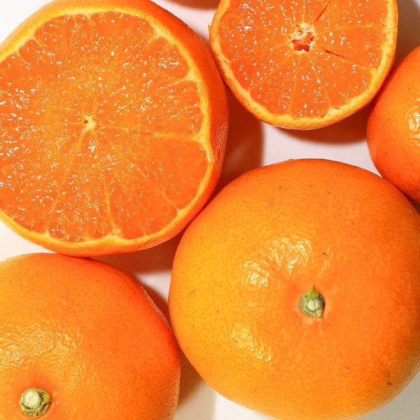 정화네농원 고당도 하우스 천혜향 10kg 5kg 가정용 실속상품 소과 초대박 특가행사중 가격 대폭 인하