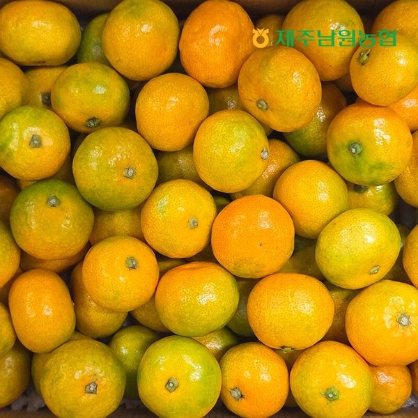 (제주남원농협)제주남원농협 산지직송 제주 고당도 하우스 감귤 소과 2.5kg (실중량)