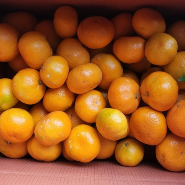 제주 가정용 조생 감귤 10kg 2L