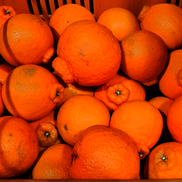 고당도 가성비 한라봉 못난이 혼합과 10kg 벌크 특별할인 행사중