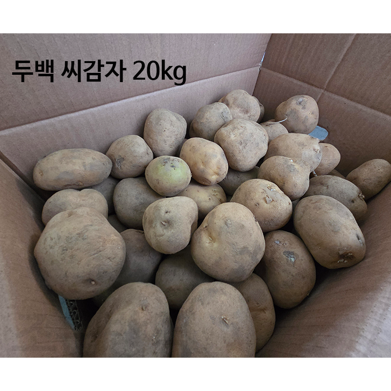 [오늘출발] 강원도 정선 씨감자 두백 20kg 보급종 감자씨