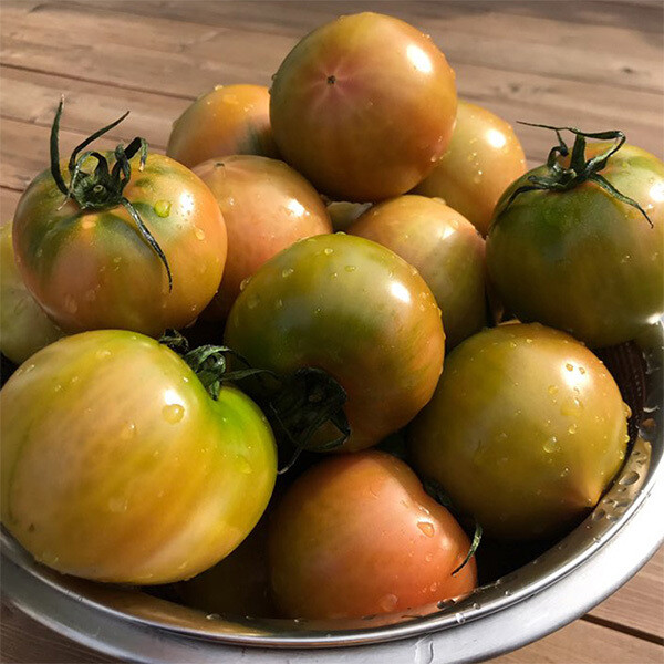 [롯데백화점](롯데백화점)고품위 부산 대저토마토 특품 2.5kg (2L-L)과