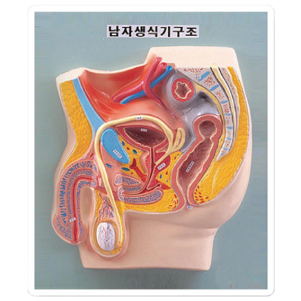 [오늘출발] 비뇨기과 설치용 남자 생식시 단면 인체 모형 과학상식 영재과학 만들기 창의력 과탐