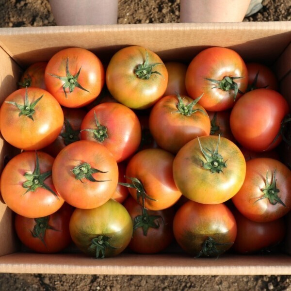 [오늘출발] (품질보증) 직접농사지은 국내산 완숙 찰 토마토 중소과 5kg 오늘발송 100%환불보장