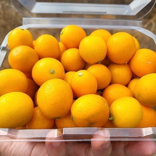 금귤 낑깡 제주 산지직송 대사이즈 2kg 최저가 도전