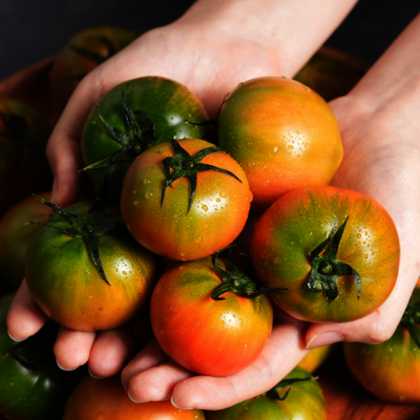 [오늘출발] 대저농업협동조합 더달달 국내산 산지직송 대저 짭짤이 토마토 2.5KG