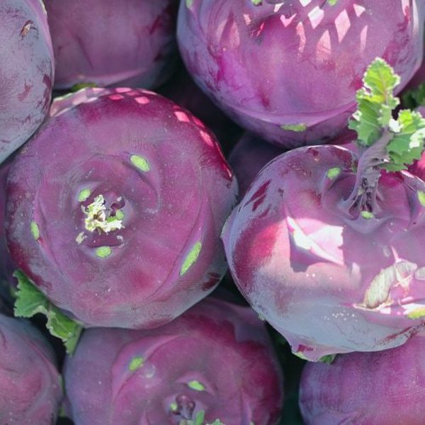 (제주땡큐베리팜영농조합법인)12%할인쿠폰 제주도 콜라비 로얄과 10kg