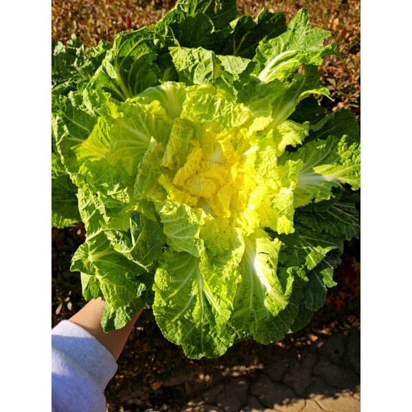 해풍맞고 자란 진도봄동 겉절이용 봄동 쌈채소 1kg