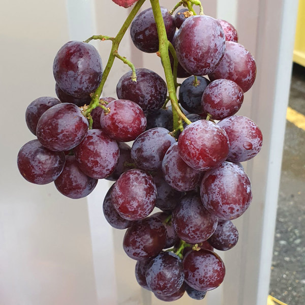 씨없는 고당도 포도 4kg 크림슨 적포도 껍질채 먹는 캔디 스냅 수입포도 4키로