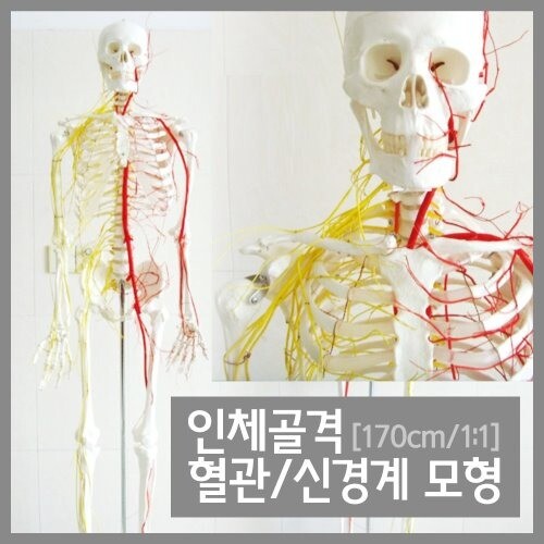 인체골격 혈관 신경계모형 170cm 1:1