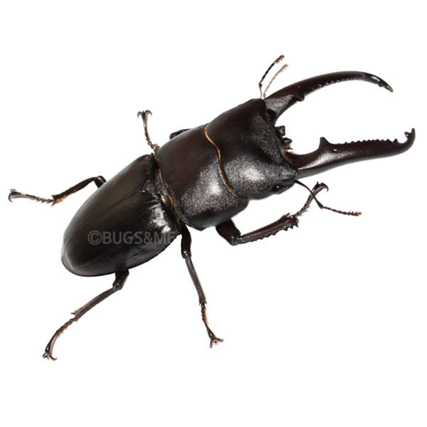 넓적사슴벌레 수컷 대형 60~69mm 성충 건강한 신생충