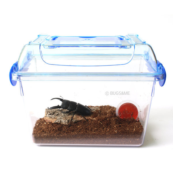 사슴벌레키우기 세트 (수컷1마리포함) 건강한 신생곤충