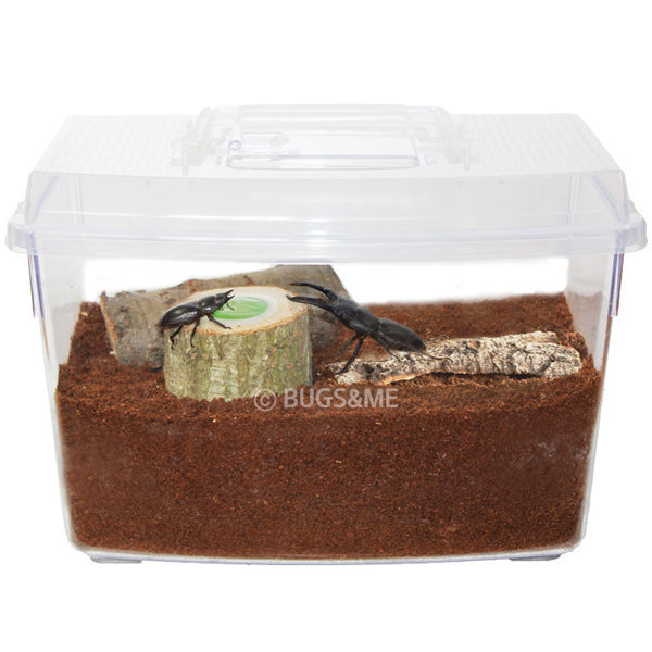 넓적사슴벌레기르기 한쌍풀세트 건강한 신생곤충