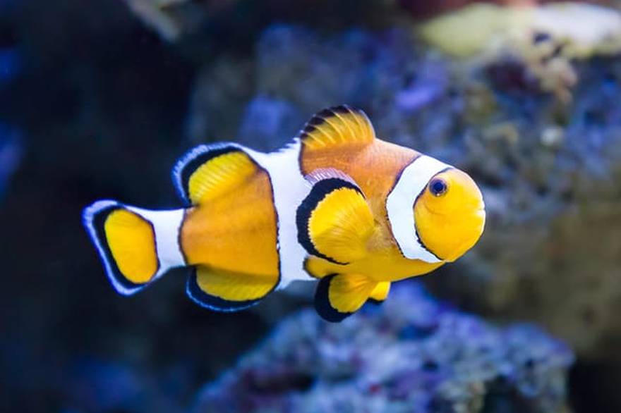 스페인 알메리아 코스타 아쿠아리움 입장권