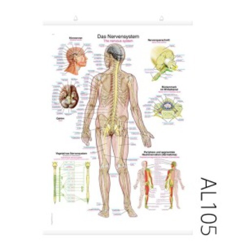 신경계 차트(AL105)
