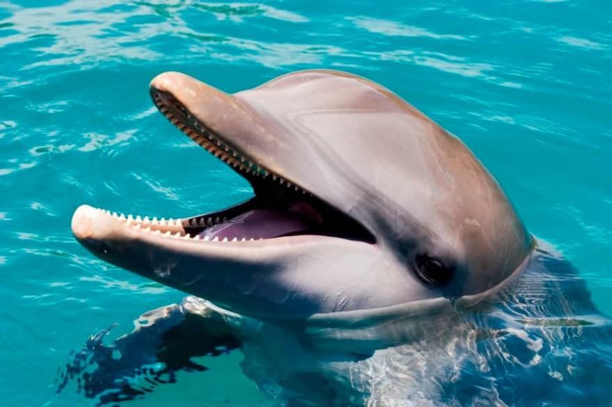 도미니카 푸에르토 플라타 오션월드 어드벤처 파크