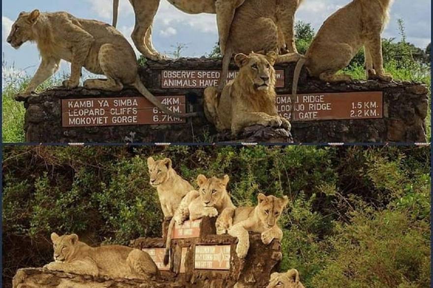 케냐 나이로비 국립공원 반나절 사파리  무료 픽업