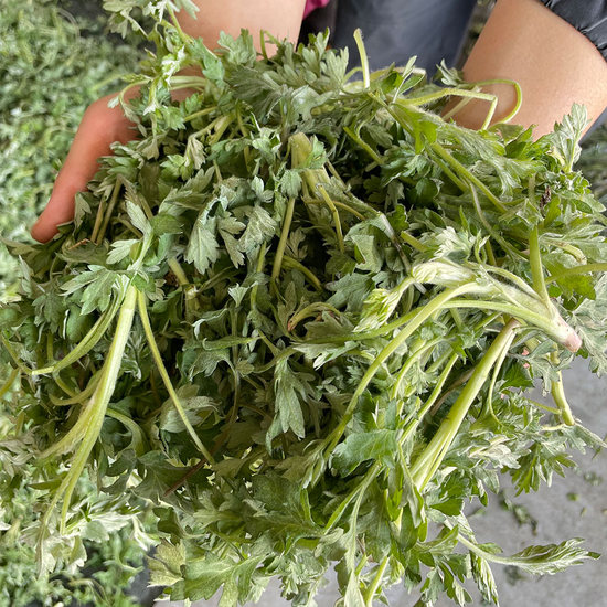 거문도 생쑥 500g 해풍 맞고 자라 향이 더진한 거문도 쑥 쑥떡 쑥빵 쑥국용