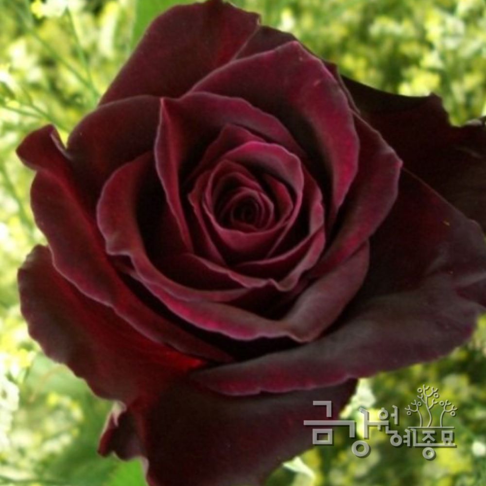 [오늘출발] 사계명품땅장미 B2블랙바카라 장미묘목  금강원예
