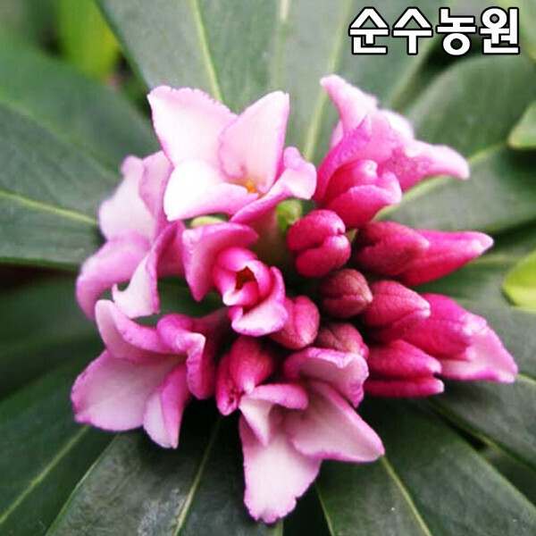 서향 (천리향) 나무 묘목 개화주 키50~60cm(분) 1개/꽃나무