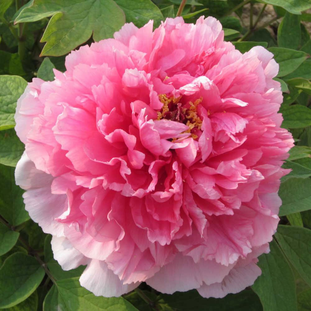 친구식물 목단 모란꽃 59번 산후대 봄꽃 개화주