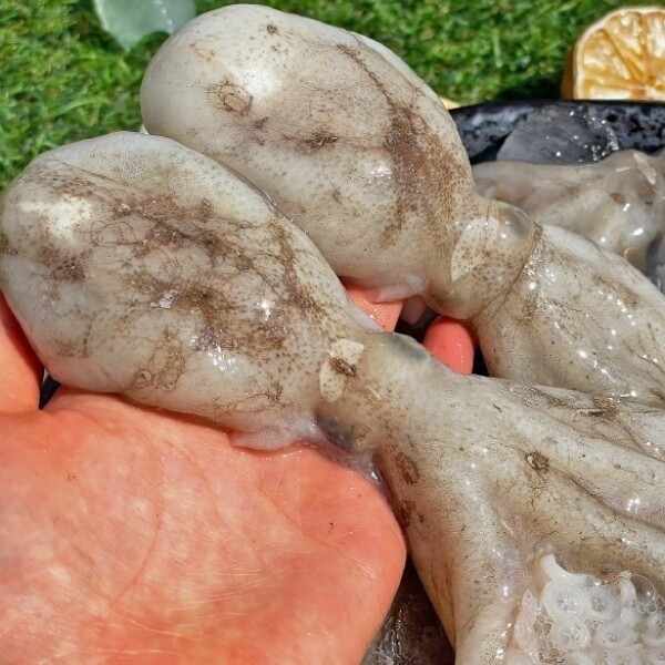 [오늘출발] 봄 제철 알배기 활 알주꾸미 1kg 생물 쭈꾸미