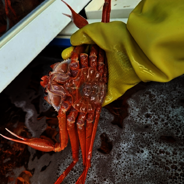 [오늘출발] 고급형 박달홍게 4kg 몸통수율 80%~90% 다리수율 90% 이상 붉은대게 S급 프리미엄 자숙 후 2.4 ~ 2.8kg