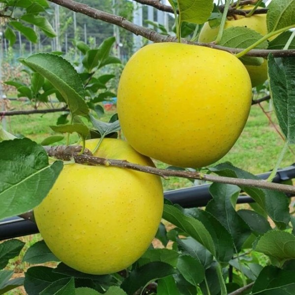 청송 주왕산이 키운 황금사과 시나노골드 5kg 13-15과(대사이즈 이상)