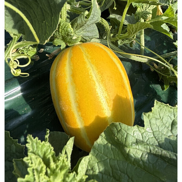 [오늘출발] 성주 참외 꿀참외 고당도 산지직송 10kg 못난이