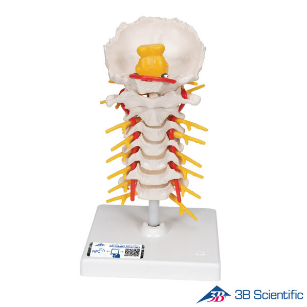 [오늘출발] -독일산 3B 인체모형 경추모형 A72 Cervical Spinal Column